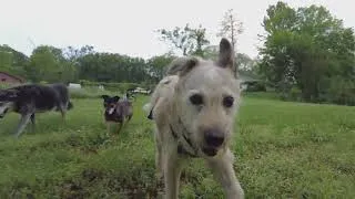 Thumbnail: Old Dog Adventure