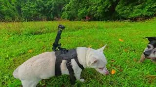 Thumbnail: Does this chihuahua have issues, or is he a good dog? #farmadventure
