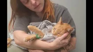 Thumbnail: The Last Hours of Lexi Cat