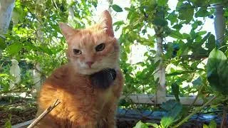 Thumbnail: My cat's last adventure.