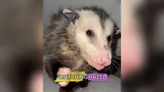 Thumbnail: This Groundhog Is OBSESSED With His Human Mom 😭❤️