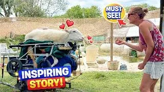 Thumbnail: Dad Uses Tostitos To Get His Sheep Moving Again 😂🐑 (You Won’t Believe It!)