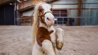 Thumbnail: This Tiny Pony’s Smile Will Melt Your Heart