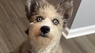 Thumbnail: This Special Dog’s First Friend Will Melt Your Heart