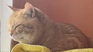 Thumbnail: This Abandoned Cat’s Response Will Melt Your Heart