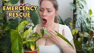 Thumbnail: They Gave Me This Houseplant for FREE... 🌿