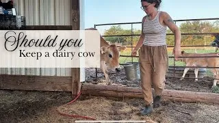 Thumbnail: Should you buy raw milk, or a family milk cow?