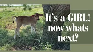 Thumbnail: First milking after birthing a heifer/ family milk cow!