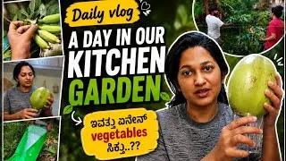 Thumbnail: 🌿 A Day in Our Kitchen Garden | ಇವತ್ತು ಏನೇನ್ Vegetables ಸಿಕ್ತು?? | Daily Vlog