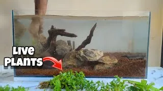 Thumbnail: New 2ft Fish Tank Setup! ( With Live Plants )