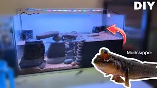 Thumbnail: Mudskipper Tank Setup | Aquarium Setup