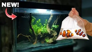Thumbnail: 3 Feet Fish Tank Setup & Adding Fish! | Aquarium Decoration