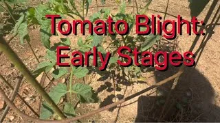 Thumbnail: Tomato Blight: How To Identify The Early Stages & Simple Treatment
