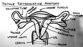 Thumbnail: Female Reproductive Anatomy