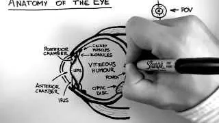 Thumbnail: Anatomy of the Eye