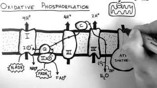 Thumbnail: Cellular Respiration 5 - Oxidative Phosphorylation