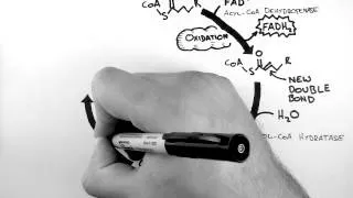 Thumbnail: Cellular Respiration 4 - Beta-Oxidation