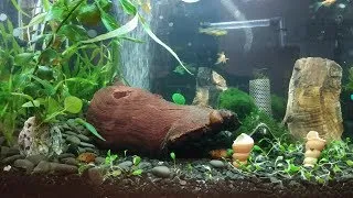 Thumbnail: Aquarium [Live]