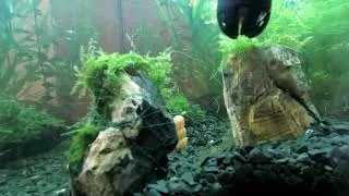 Thumbnail: Aquarium Life [Timelapse]