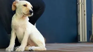 Thumbnail: BOOFERING (Part One) "The Puppy"