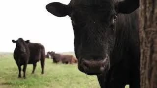 Thumbnail: How AI and Satellites Are Mapping Global Methane Emissions in Unprecedented Detail (Daniel Jacob)
