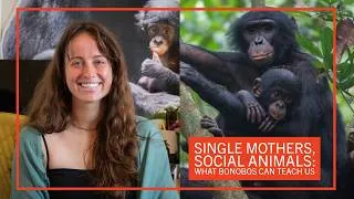 Thumbnail: Single Mothers, Social Animals: What Bonobos Can Teach Us