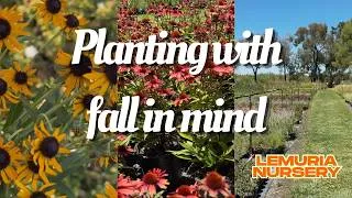 Thumbnail: Lemuria Nursery Beautiful Blooms 🌼 | Planting Rudbeckia in My Garden