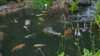 Thumbnail: VIOLENT STORM STRIKES MY BACKYARD POND
