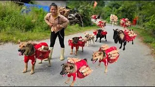 Thumbnail: Smart goat and dogs help me carry cassava to the market for food - ha thi muon