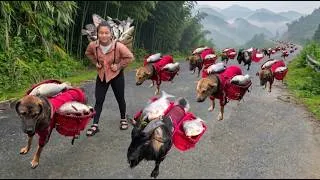 Thumbnail: Mountain Life: Smart goat and dogs help me carry fish to sell - ha thi muon