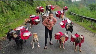 Thumbnail: Smart goat and dogs help me carry fish home - ha thi muon