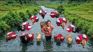 Thumbnail: Trapping and catching fish in the cool stream with my dogs and goat - ha thi muon