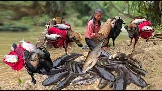 Thumbnail: Fishing with my smart goat and dogs to make a living - ha thi muon