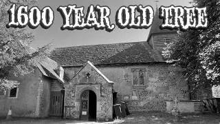 Thumbnail: 1,600-Year-Old Yew Tree & The Mysterious Wilmington Madonna | Wilmington, Sussex