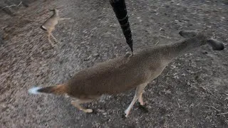 Thumbnail: Spear Hunting for Deer! 