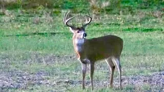 Thumbnail: I Got STRANDED! Bowhunting Public Land in Illinois!