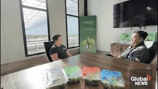 Thumbnail: Global News - Growing Lettuce in a Canadian Winter | Inside Haven Greens’ Greenhouse
