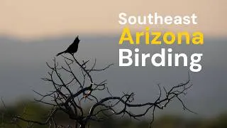 Thumbnail: The Perfect Last Day Birding Southeast Arizona