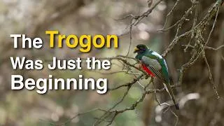 Thumbnail: Birding Southeast Arizona for the First Time