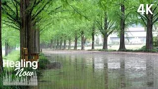 Thumbnail: The Most Beautiful Path to Walk on a Rainy Day  | Wet Forest Trail & Relaxing Rain Sounds