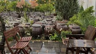 Thumbnail: RAIN ON A YARDFUL OF CLAY POTS that will help you relax for a quick deep sleep. #rain #insomnia