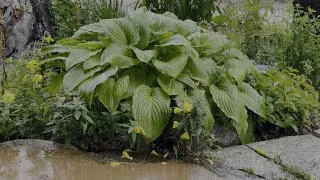 Thumbnail: SOOTHING RAIN SOUNDS at a park to help relax your mind and body. #rain #whitenoise #insomnia