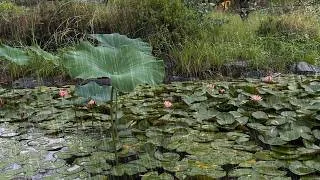 Thumbnail: Soft Peaceful Rain on Tall Lily pad. | Soothng Sounds of Nature. #rain #whitenoise #insomnia
