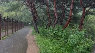 Thumbnail: STEADY DOWNPOUR to relax, meditate, study or fall quickly asleep. #rain #whitenoise #insomnia