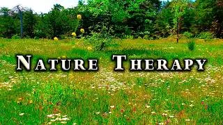 Thumbnail: Happy Summer Morning 🌞Nature Therapy for your Morning Routine 🌳 Feel Good Forest Ambience & Birdsong