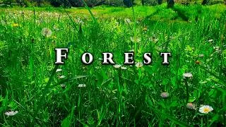 Thumbnail: Relaxing Forest Ambience & Birds Singing for Morning Energy 🌳Forest Therapy 🌳 Happy Energy Feel Good