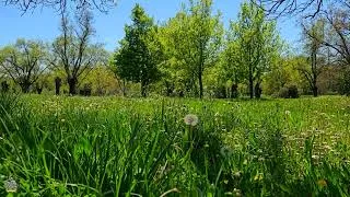 Thumbnail: Happy Morning Energy | Forest Therapy 🌳 Feel Good Deep Forest Ambience & Birdsongs for Morning Reset