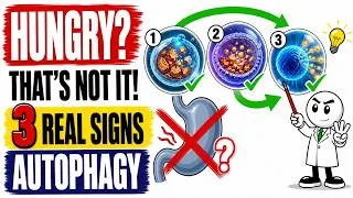 Thumbnail: 3 Signs Autophagy Has Actually Started (It's Not Hunger)