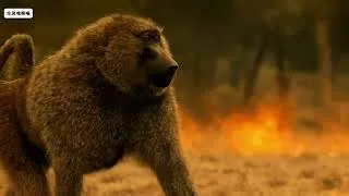 Thumbnail: 草原突发大火！无数野生动物疯狂逃命，它们究竟能否活下来？ 🔥🐾