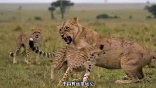 Thumbnail: 猎豹幼崽分食野兔，没想到母狮突然来袭！野外生存太残酷了